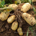 Bangladeshi Agriculture Fresh Potato supplier for french fries